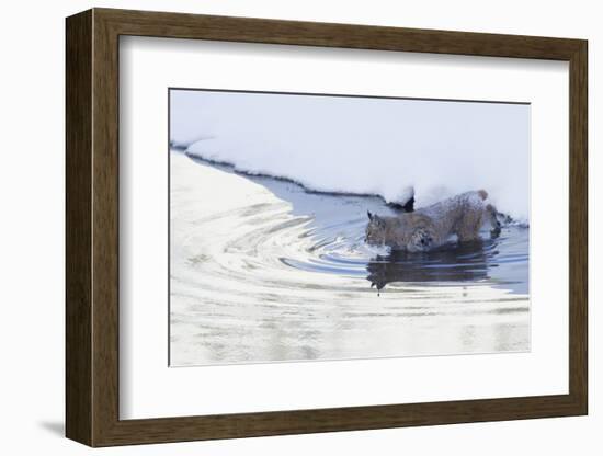 Bobcat, winter river crossing-Ken Archer-Framed Photographic Print