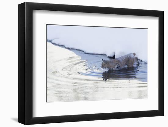 Bobcat, winter river crossing-Ken Archer-Framed Photographic Print