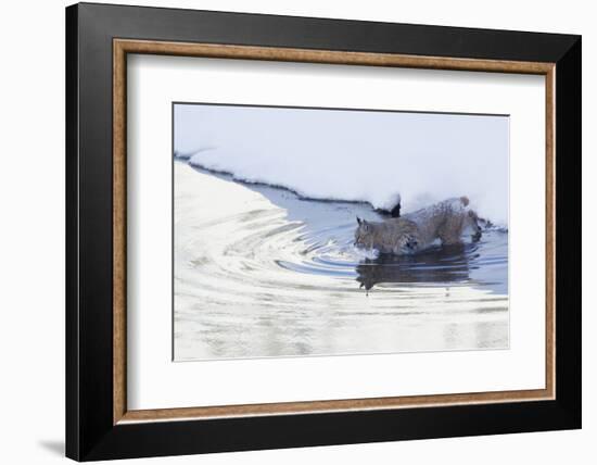 Bobcat, winter river crossing-Ken Archer-Framed Photographic Print