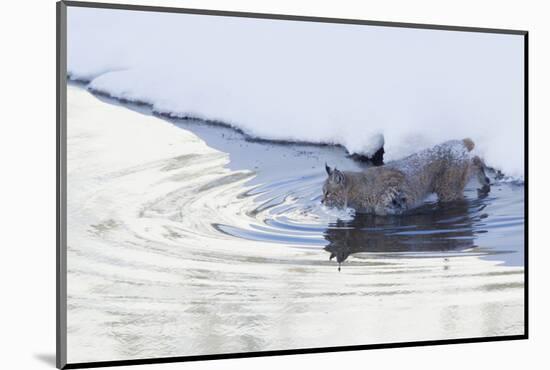 Bobcat, winter river crossing-Ken Archer-Mounted Photographic Print