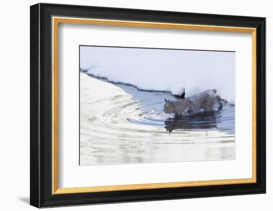 Bobcat, winter river crossing-Ken Archer-Framed Photographic Print