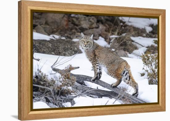 Bobcat, Yellowstone National Park, Wyoming, USA-Nick Garbutt-Framed Premier Image Canvas