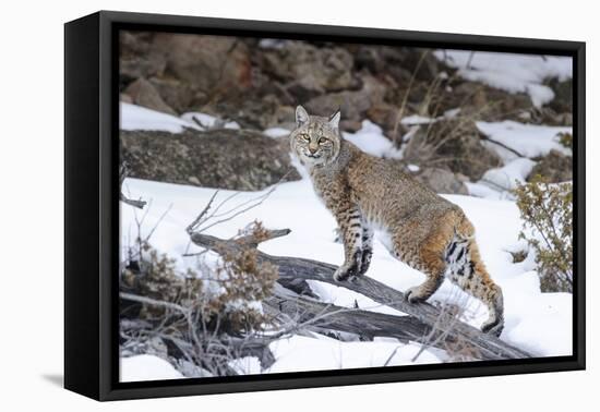Bobcat, Yellowstone National Park, Wyoming, USA-Nick Garbutt-Framed Premier Image Canvas