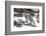 Bobcat, Yellowstone National Park, Wyoming, USA-Nick Garbutt-Framed Photographic Print