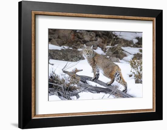 Bobcat, Yellowstone National Park, Wyoming, USA-Nick Garbutt-Framed Photographic Print