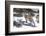 Bobcat, Yellowstone National Park, Wyoming, USA-Nick Garbutt-Framed Photographic Print