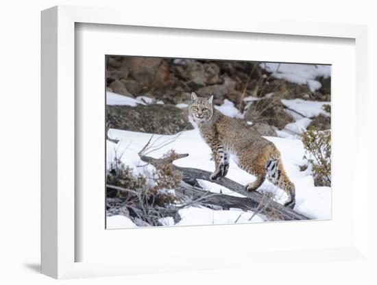 Bobcat, Yellowstone National Park, Wyoming, USA-Nick Garbutt-Framed Photographic Print