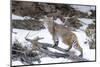 Bobcat, Yellowstone National Park, Wyoming, USA-Nick Garbutt-Mounted Photographic Print