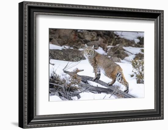 Bobcat, Yellowstone National Park, Wyoming, USA-Nick Garbutt-Framed Photographic Print