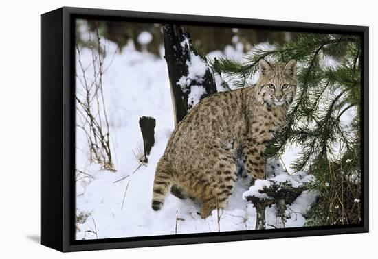 Bobcat-null-Framed Premier Image Canvas