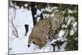 Premium Photographic Print