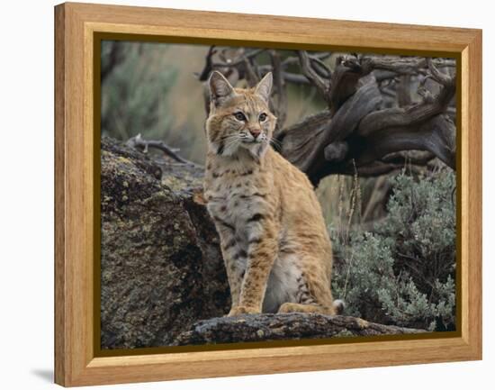 Bobcat-DLILLC-Framed Premier Image Canvas