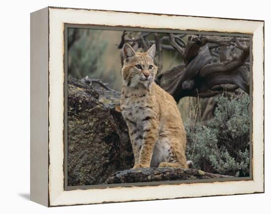 Bobcat-DLILLC-Framed Premier Image Canvas