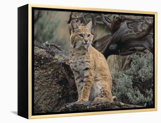 Bobcat-DLILLC-Framed Premier Image Canvas