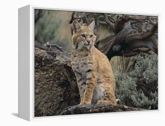 Bobcat-DLILLC-Framed Premier Image Canvas