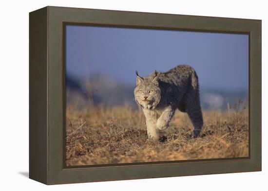 Bobcat-DLILLC-Framed Premier Image Canvas