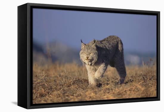 Bobcat-DLILLC-Framed Premier Image Canvas