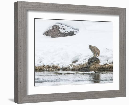 Bobcat-Rob Tilley-Framed Photographic Print