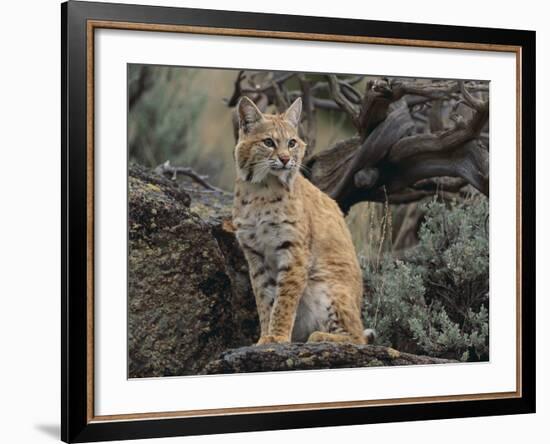 Bobcat-DLILLC-Framed Photographic Print