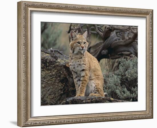 Bobcat-DLILLC-Framed Photographic Print