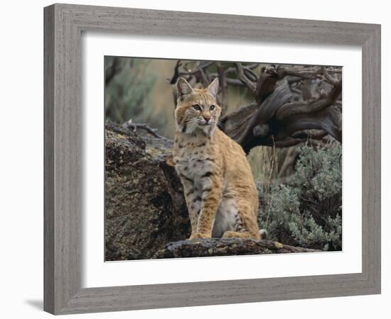 Bobcat-DLILLC-Framed Photographic Print