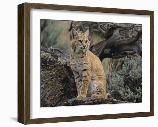 Bobcat-DLILLC-Framed Photographic Print