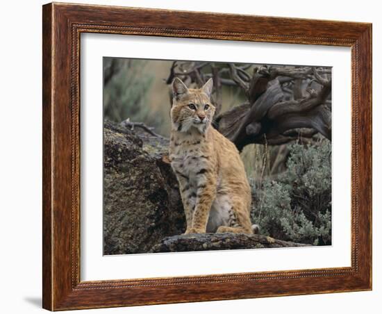 Bobcat-DLILLC-Framed Photographic Print