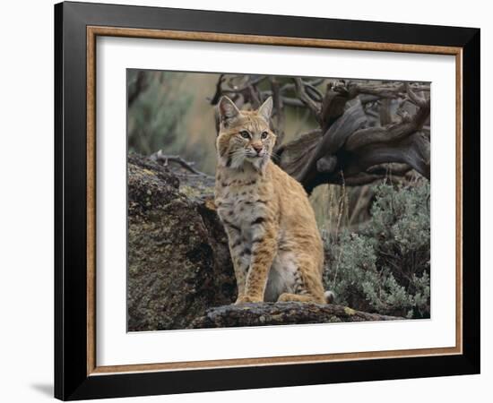 Bobcat-DLILLC-Framed Photographic Print