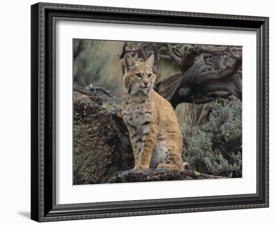 Bobcat-DLILLC-Framed Photographic Print