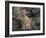 Bobcat-DLILLC-Framed Photographic Print