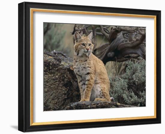 Bobcat-DLILLC-Framed Photographic Print