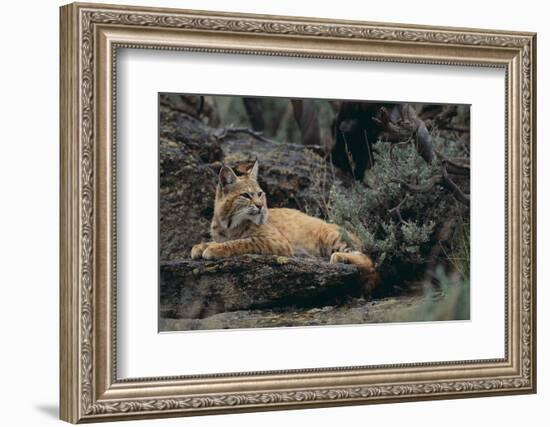 Bobcat-DLILLC-Framed Photographic Print