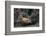 Bobcat-DLILLC-Framed Photographic Print