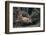 Bobcat-DLILLC-Framed Photographic Print