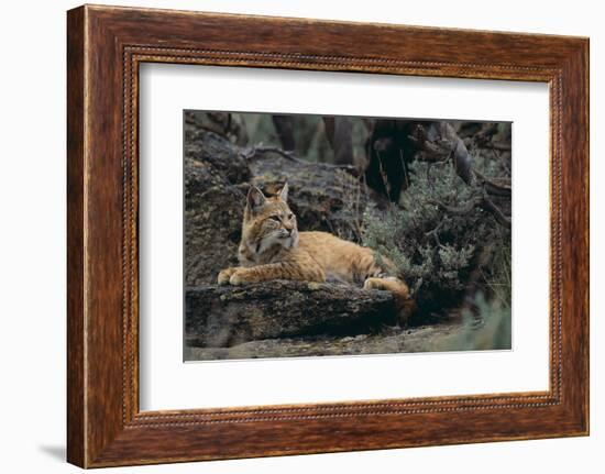 Bobcat-DLILLC-Framed Photographic Print