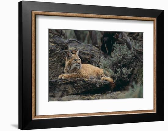 Bobcat-DLILLC-Framed Photographic Print