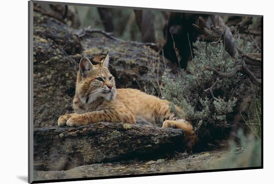 Bobcat-DLILLC-Mounted Photographic Print