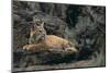 Bobcat-DLILLC-Mounted Photographic Print