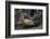 Bobcat-DLILLC-Framed Photographic Print