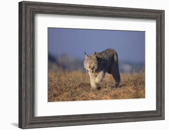 Bobcat-DLILLC-Framed Photographic Print