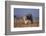 Bobcat-DLILLC-Framed Photographic Print