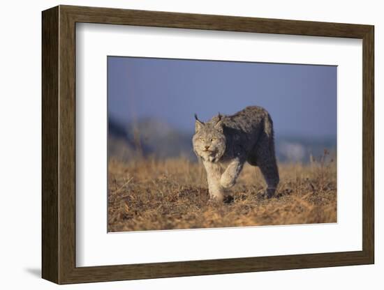 Bobcat-DLILLC-Framed Photographic Print