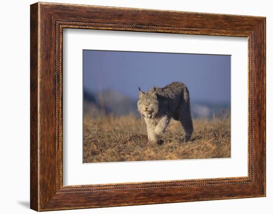 Bobcat-DLILLC-Framed Photographic Print