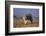 Bobcat-DLILLC-Framed Photographic Print