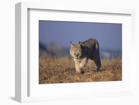 Bobcat-DLILLC-Framed Photographic Print