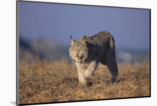 Bobcat-DLILLC-Mounted Photographic Print