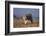 Bobcat-DLILLC-Framed Photographic Print