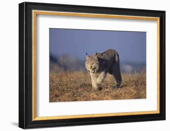 Bobcat-DLILLC-Framed Photographic Print