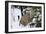 Bobcat-null-Framed Photographic Print