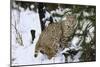 Bobcat-null-Mounted Photographic Print